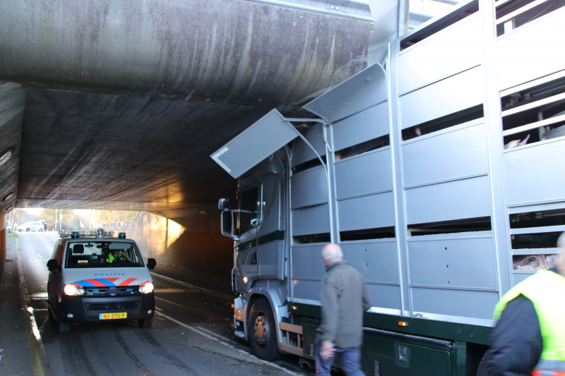 Vrachtwagen vol jonge varkens vastgereden onder viaduct