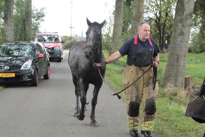 Brandweer en omstanders halen paard uit water